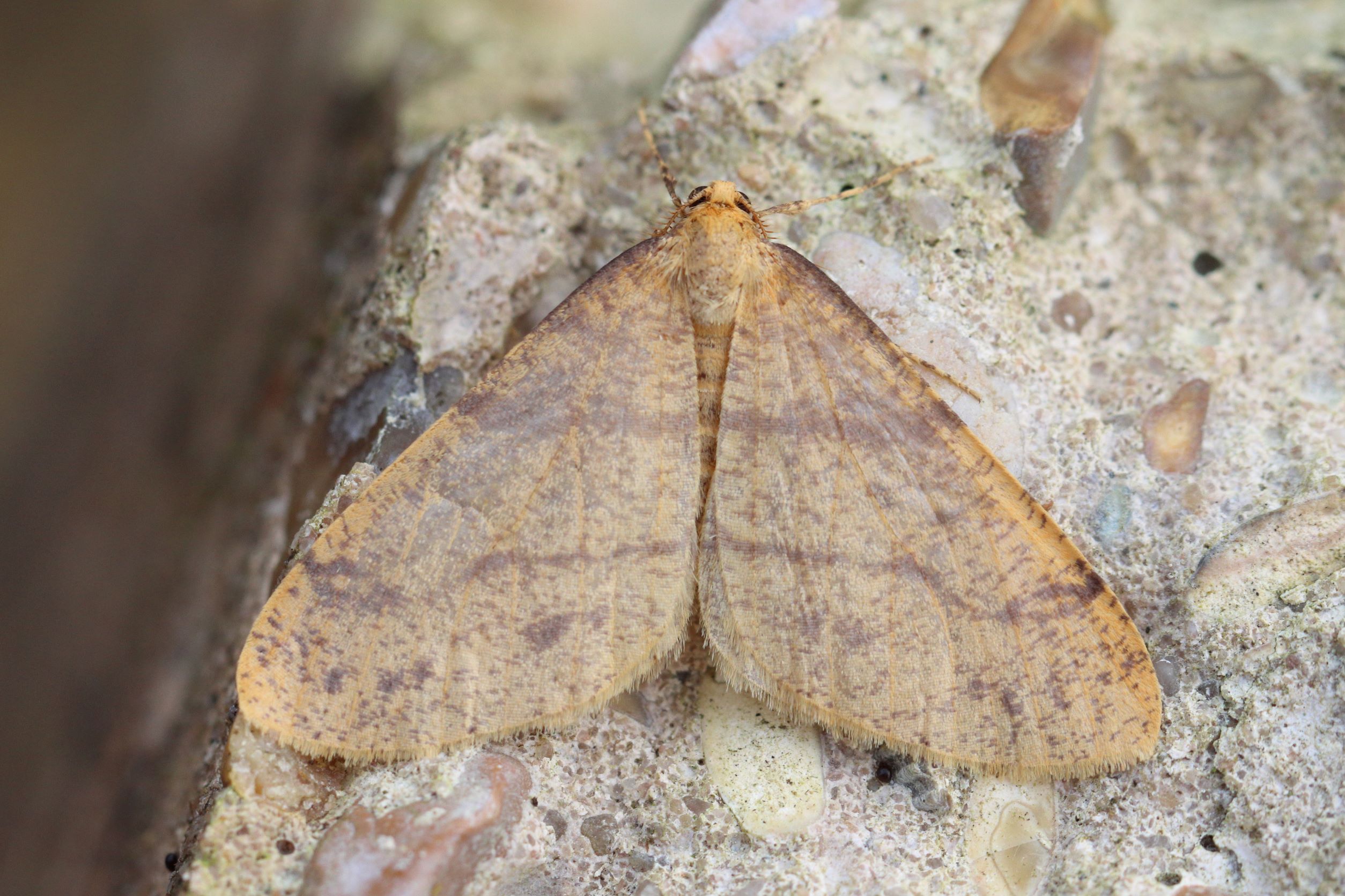 Photo of Scarce Umber (Agriopis aurantiaria)